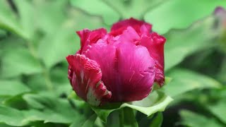 The Peony Episode 2 The Sole Exquisite Fragrance