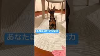 【ミニピンパピー】全力のお手 #dog #puppy #doglover #cute #ミニピン