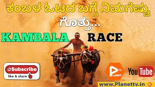 Kambala race | water buffalo race 2021 | kambala buffalo race in karnataka