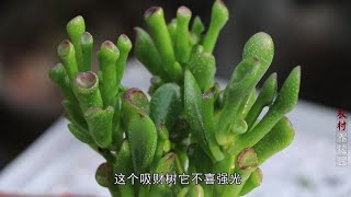 买到的吸财树就是养不活？掌握养殖方法，怎么养都不死！【养花的师傅】