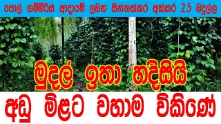 අඩු මිළකට ආදායම් ලබන හොඳ ඉඩමක්  | house for sale in  sri lanka | house and land for sale | maddumaya