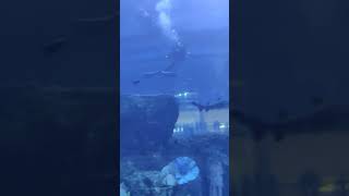 Aquarium Dubai Mall | best place to visit in dubai | shark in Aquarium | underwater zoo Dubai