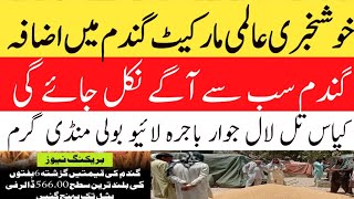 Today Wheat price in punjab//گندم کا ریٹ 2024/munji makki till sarso/Galla mandi rate today