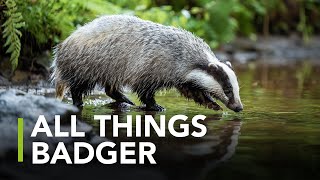 Badgers On Development Sites