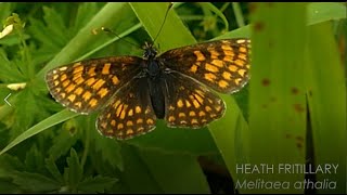 The Heath Fritillary butterfly