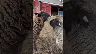 Constance Eating Asher’s Hay #farmlife #farm #sheep