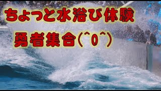 鴨川シーワールドシャチパフォーマンス【2023年5月3日10:30公演】