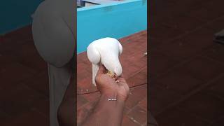 📣📣நம்ப புறா 🕊🕊 இருக்கா 😳 இல்லையா ‼️ #bird #pigeonlover #yt #shorts #short #trending #pigeon #bird