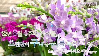 8월4주차 아이들, 정말 오랜만이구나~ 블루사파이어~!