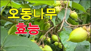 풍습(風濕)을 없애고, 열을 내리며, 독을 풀어주는 데 효능,머리가 희어지는 것을 치료