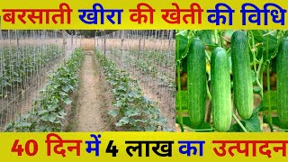 बरसात में खीरा की खेती कैसे करें// khira ki kheti// kheera ki kheti kaise kare//cucumber farming