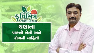 ચણાના પાકની ખેતી | ચણાના પાકમાં આવતા રોગ અને ઈલાજ | કૃષિ મિત્ર | જયેશ હિરપરા | Krushi Mitra