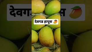 देवगड हापूस 🥭|| आंबा || रत्नागिरी || कोकणचा मेवा || #hapus #mango #fruit #kokan #ratnagiri #devgadh