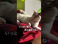 今日のしろたん shorts catshorts うち猫の日常 猫 ねこ 고양이 子猫 生後5か月 成長記録 遊ぶ 寝る 元気 かわいい kitten catlover 癒し 猫動画 日向ぼっこ