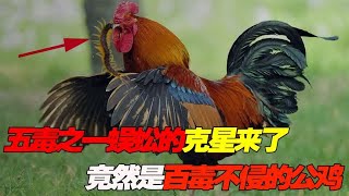 蜈蚣作为五毒之一，它的克星竟是大公鸡，难道公鸡百毒不侵？