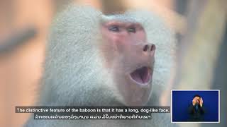 ลิงบาบูน Hamadryas Baboon