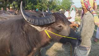 আলমডাঙ্গার পৌর মহিষের হাটের সবচেয়ে বড় বড় শিং ওয়ালা বুনো পাহাড়ি মহিষ।দর দাম জেনে নিন ।