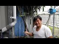 魚菜共生｜ph值降不下來及魚與菜可以兼得｜達永魚菜共生農場｜aquaponics