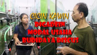 CINCIN KAWIN DIGADAIKAN UNTUK MODAL USAHA BUDIDAYA DISCUS