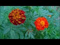 how to grow and take care of marigolds plants