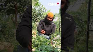 বস্তায় আলু চাষ করে বাজিমাত #potatoes  #modern #agriculture