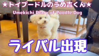 ライバル出現 ★トイプードルのうめ吉くん（526日目)★Umekichi Diary of Poodle Dog