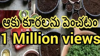 మిద్దె తోటలో ఆకుకూరలను పెంచటం/How to grow leafy vegetables.