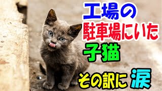 工場の駐車場に子猫が! そこにいる訳を知って涙 【猫の不思議な話】【朗読】