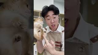 熊版金渐层 猫咪找家长 又骗我养猫 英短金渐层 小奶猫