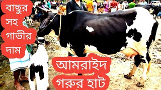 @আজ মঙ্গলবার 12 অক্টোবর/গাজীপুরের  বিখ্যাত হাট আমরাইদ হাটে বাছুর সহ গাভী গরুর দাম জানুন/cow market