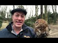 focus on the tawny owl twit twoo the most common owl in the uk