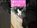 【猫動画】猫がキッチンに侵入しました！対策方法教えてください 台所 マンチカン cat 猫 ハチワレ munchkin