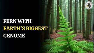 Fern With Earth's Biggest Genome | WION Podcast