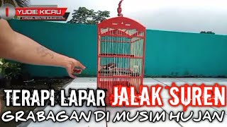 TERAPI LAPAR JALAK SUREN SAAT CUACA MUSIM HUJAN