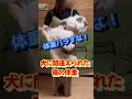 大型猫種の体重晒します　サイベリアンは1歳でここまで大きくなる　 shorts