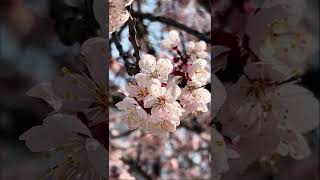 [ 4K ] Cherry Blossom in Seoul 2022 | #shorts