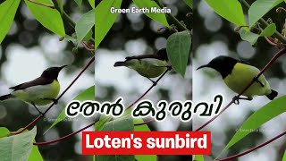 Loten's sunbird | Kerala India 🇮🇳