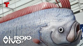 Aparecen dos peces remo 'del fin del mundo' en México y surge temor