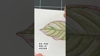 鳥海人魚畫室｜色鉛筆｜醉嬌花葉子