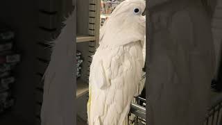 Cockatoo Shopatoo - Just perusin' the product...