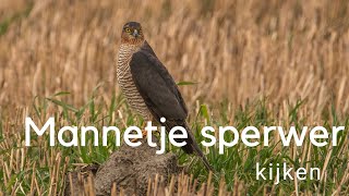 Mannetje sperwer kijken / Observing a male Sparrowhawk #559