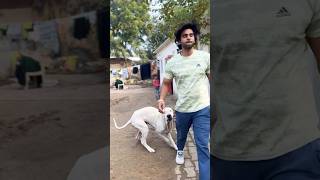 Pakistani bully🇵🇰 is back | dangerous ⚠️ | bullykutta #bullykutta #pakistani