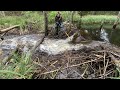 Manual beaver dam removal in the dying forest