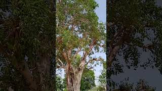 150 years old Giant peepal tree of our village #shorts