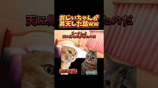 【猫ミーム】おじいちゃんが昇天した話ww #shorts #猫ミーム #あるある #実話 #猫マニ  #パチスロ #北斗の拳