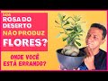 Sua Rosa do Deserto não produz FLORES? Onde você pode estar errando?