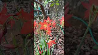 Amaryllis Lilly Flower #lilly #amaryllis