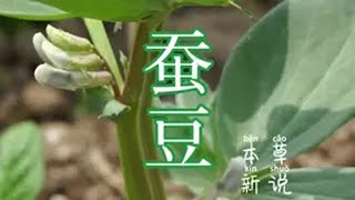 植物科普 大自然的馈赠 我的乡村生活 世界上第三大重要食用豆作物，也是药食同源的植物之一，蚕豆，你们认识吗？