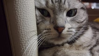 母ちゃんが帰ってこない…寂しすぎて八つ当たりしてきた猫 -Sulky cat said ,Why Mom is so late every night?