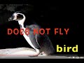 PENGUIN FACTS for KIDS  /  Learn ENGLISH VOCABULARY / EDUCATIONAL